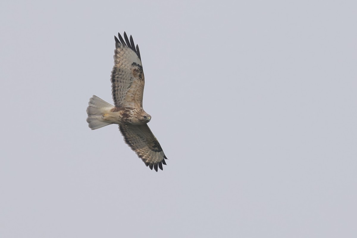 Eastern Buzzard - ML646294284