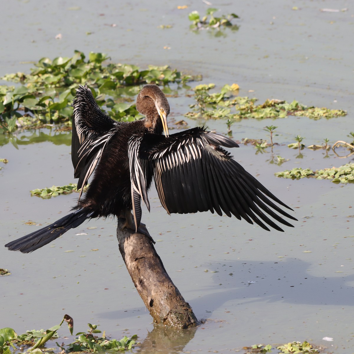 Doğu Yılanboyunu - ML646294287