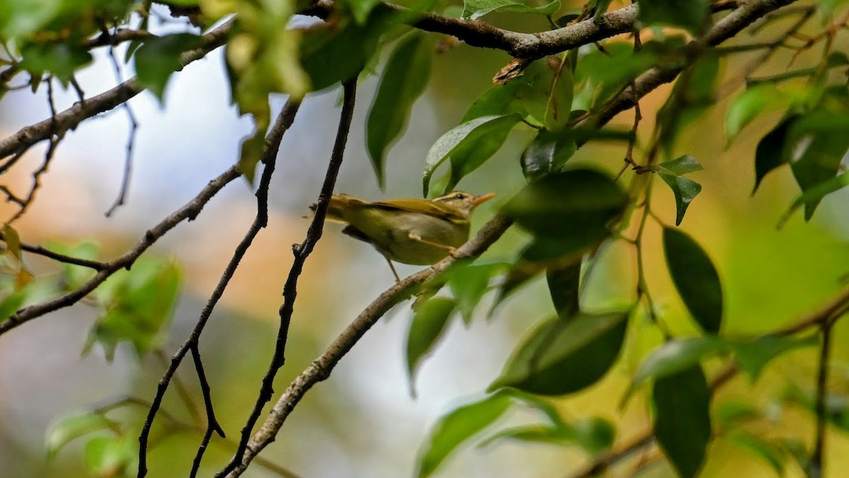 Eastern Crowned Warbler - ML646294289