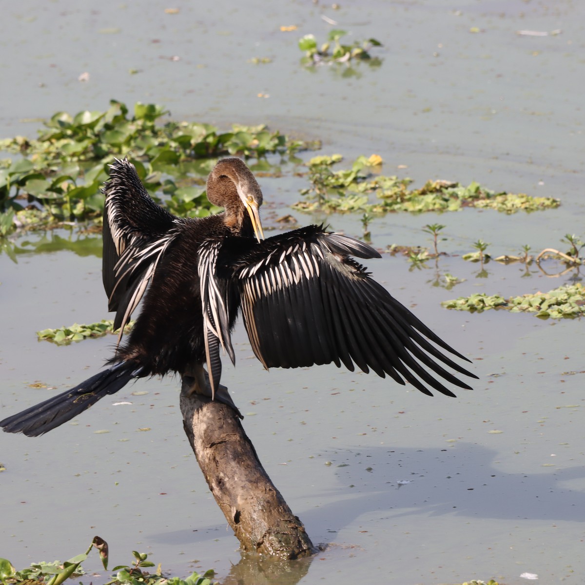 Doğu Yılanboyunu - ML646294299