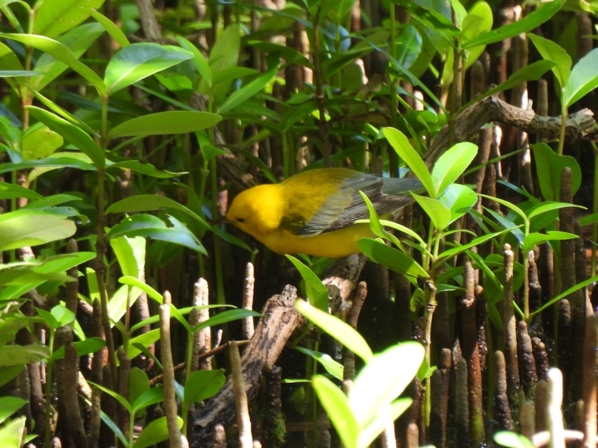 Prothonotary Warbler - ML646294300