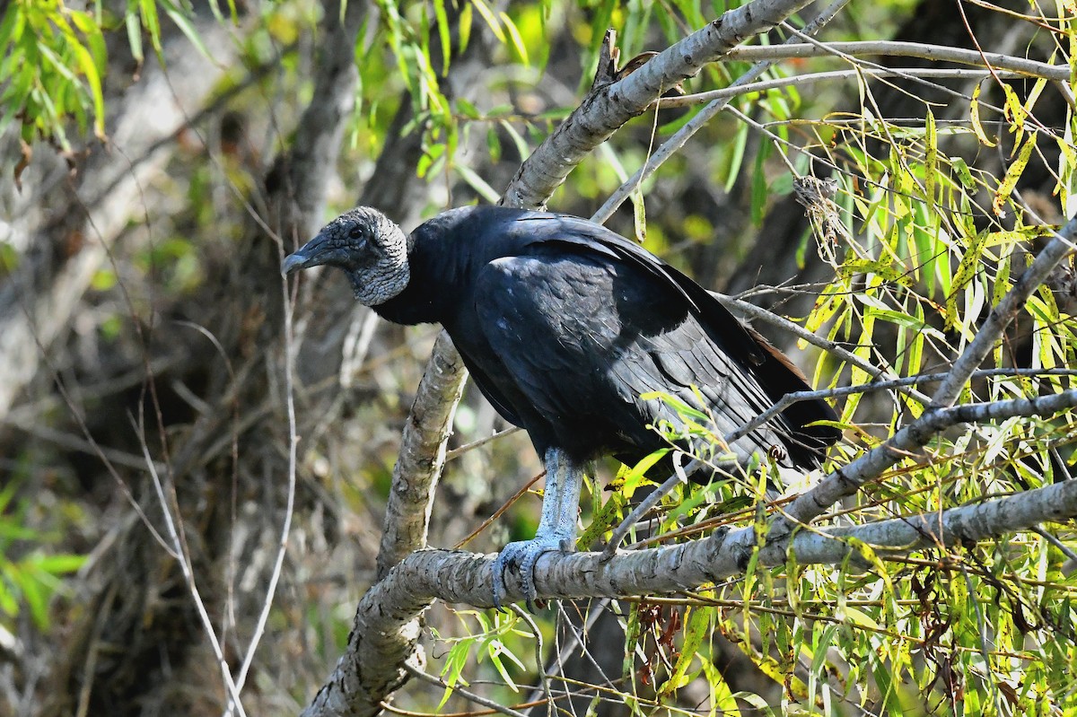 kondor havranovitý - ML646294310