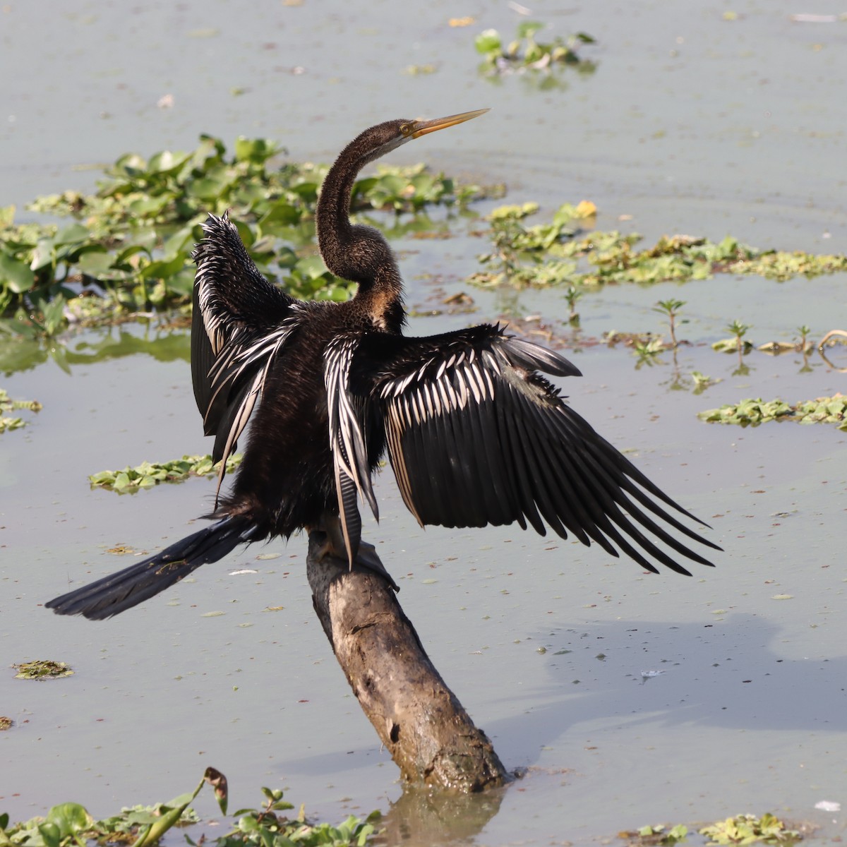 Doğu Yılanboyunu - ML646294317