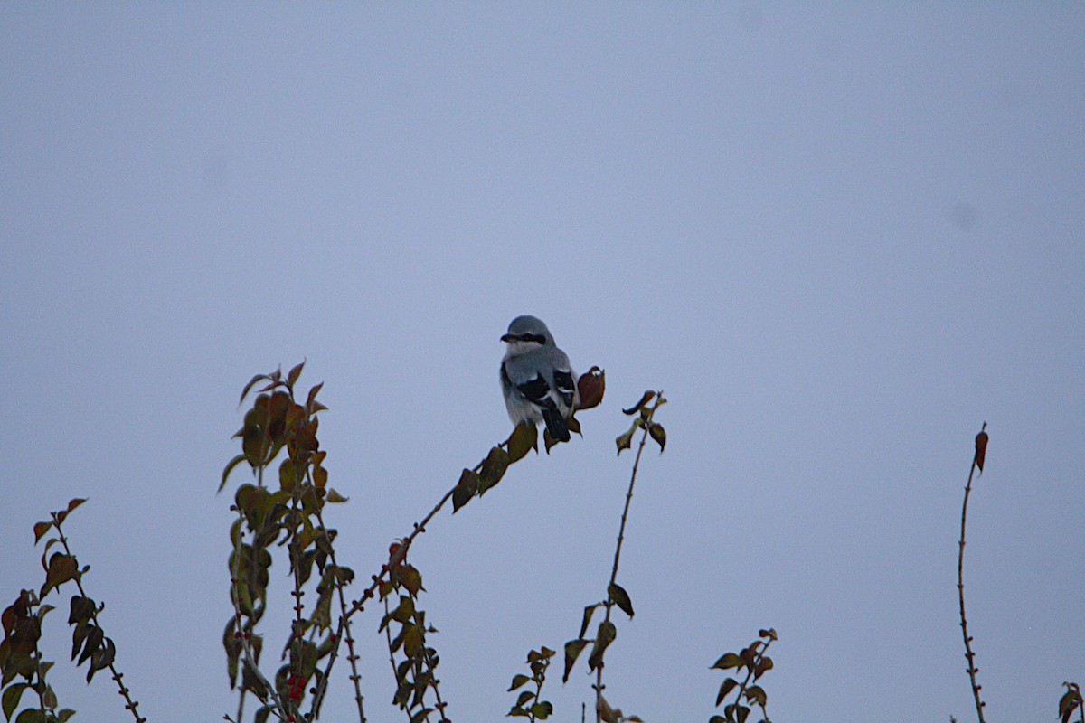 Alcaudón Boreal - ML646294329