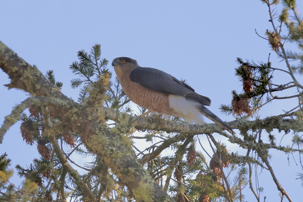 Cooper's Hawk - ML646294333