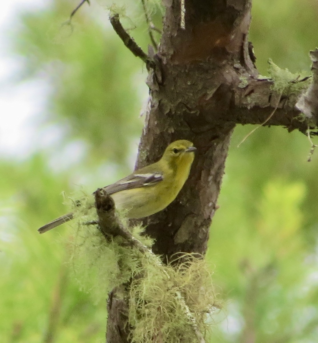 Pine Warbler - ML646294335