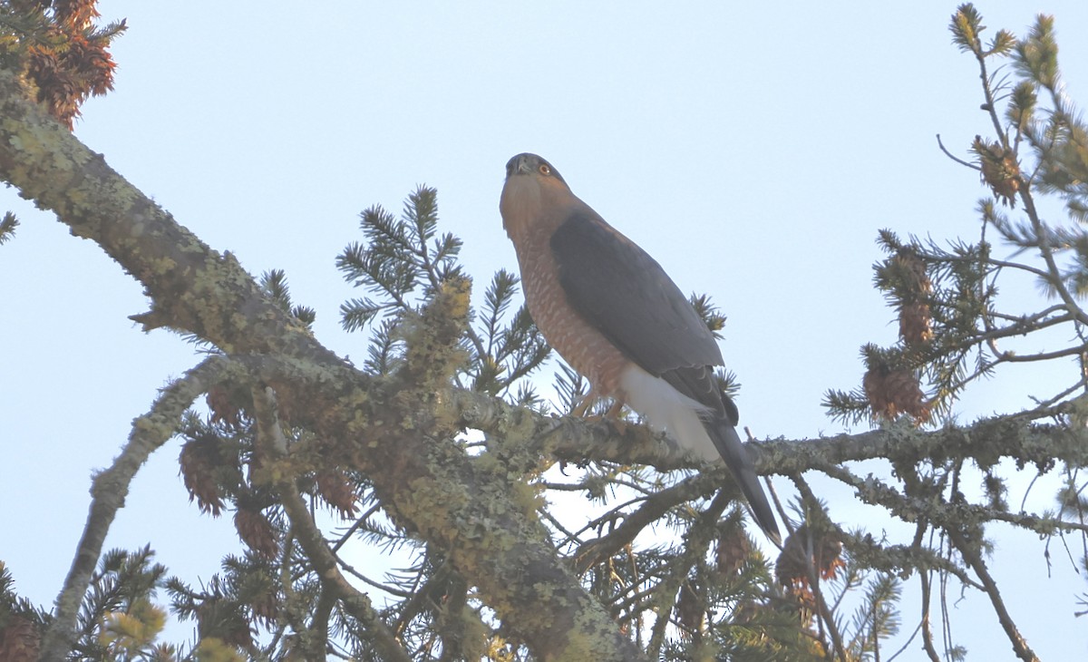 Cooper's Hawk - ML646294336
