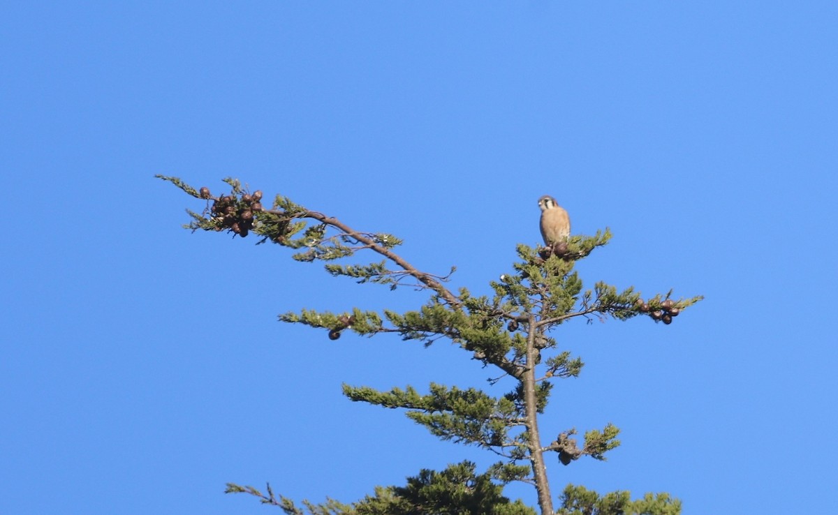 American Kestrel - ML646294339