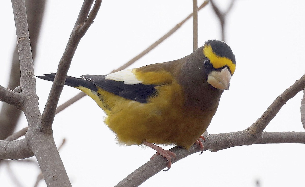 Evening Grosbeak - ML646294355