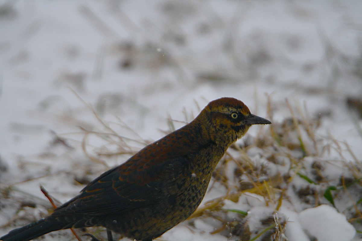 Rusty Blackbird - ML646294360