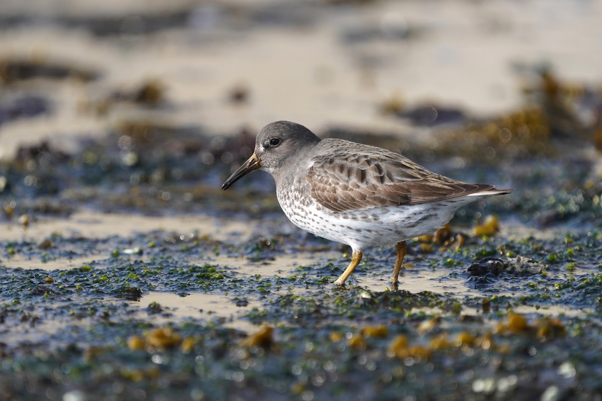 klippesnipe - ML646294368