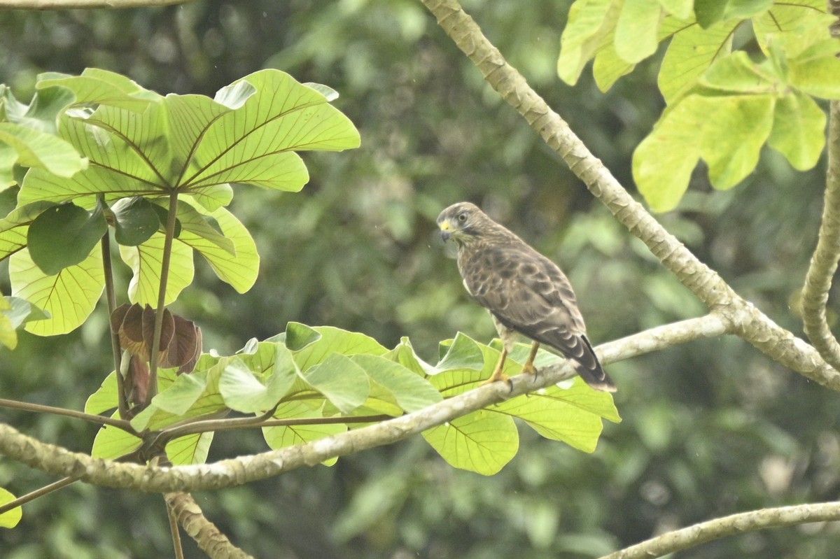 Broad-winged Hawk - ML646294369