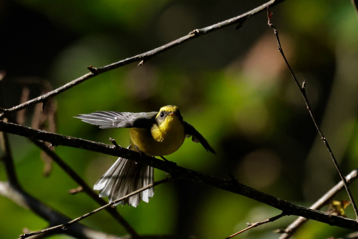 Веерохвостая желтобровка - ML646294390