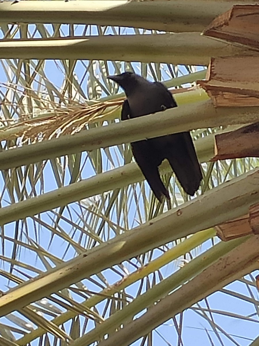 House Crow - ML646294399