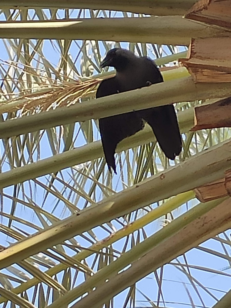 House Crow - ML646294400