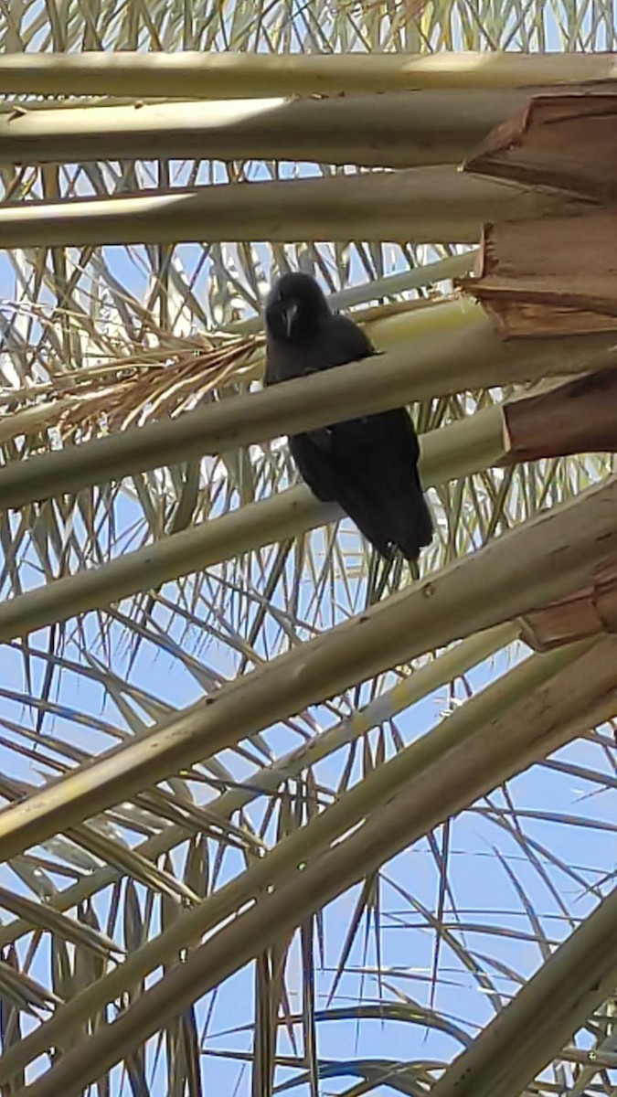 House Crow - ML646294401