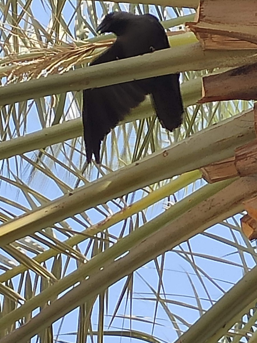 House Crow - ML646294402