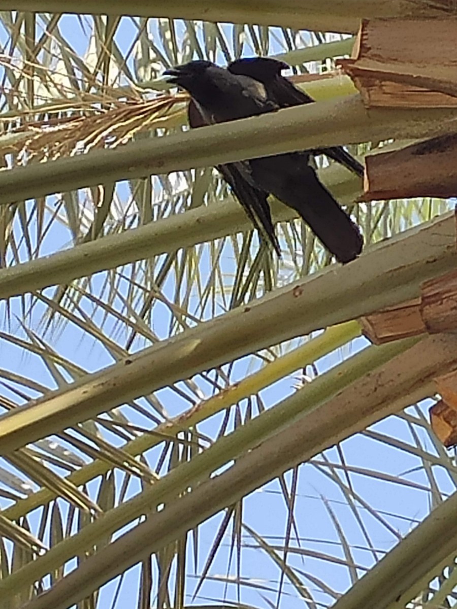 House Crow - ML646294403