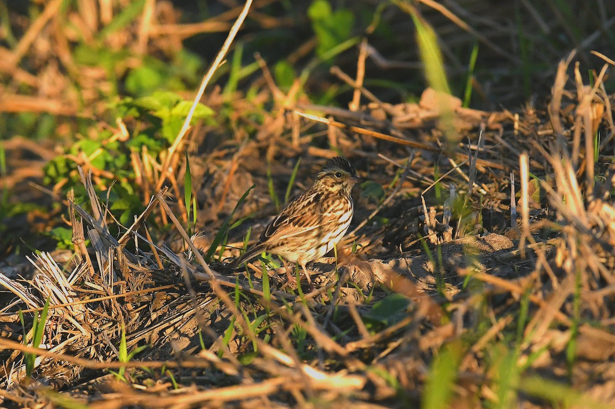 Savannah Sparrow - ML646294404