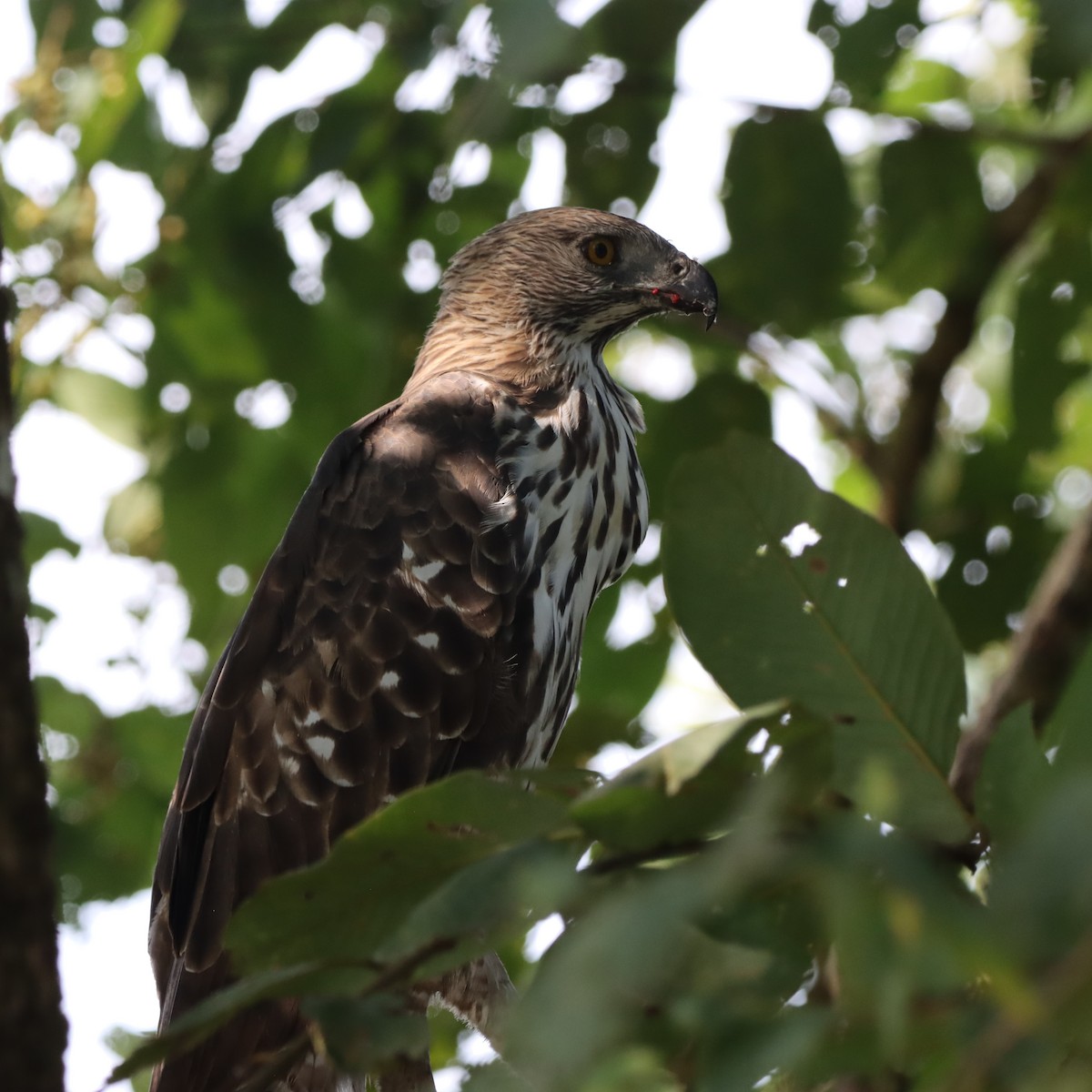 Changeable Hawk-Eagle - ML646294405