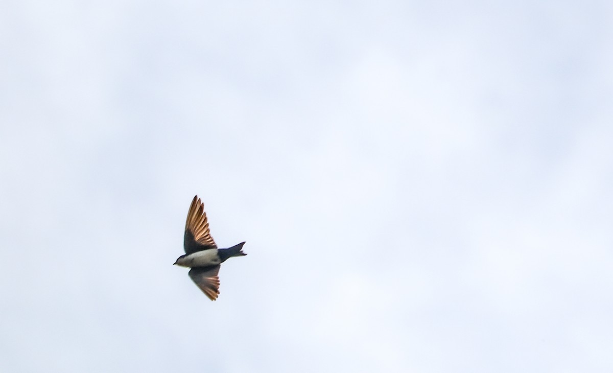 Blue-and-white Swallow - ML646294408