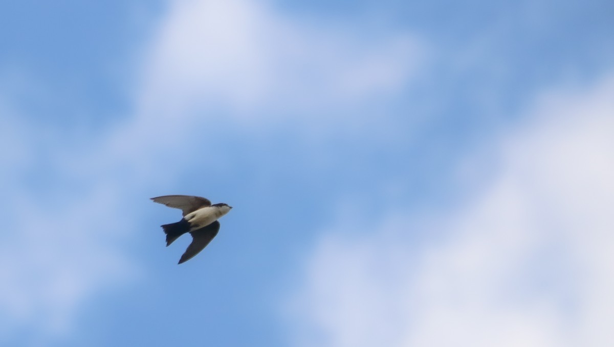 Blue-and-white Swallow - ML646294410