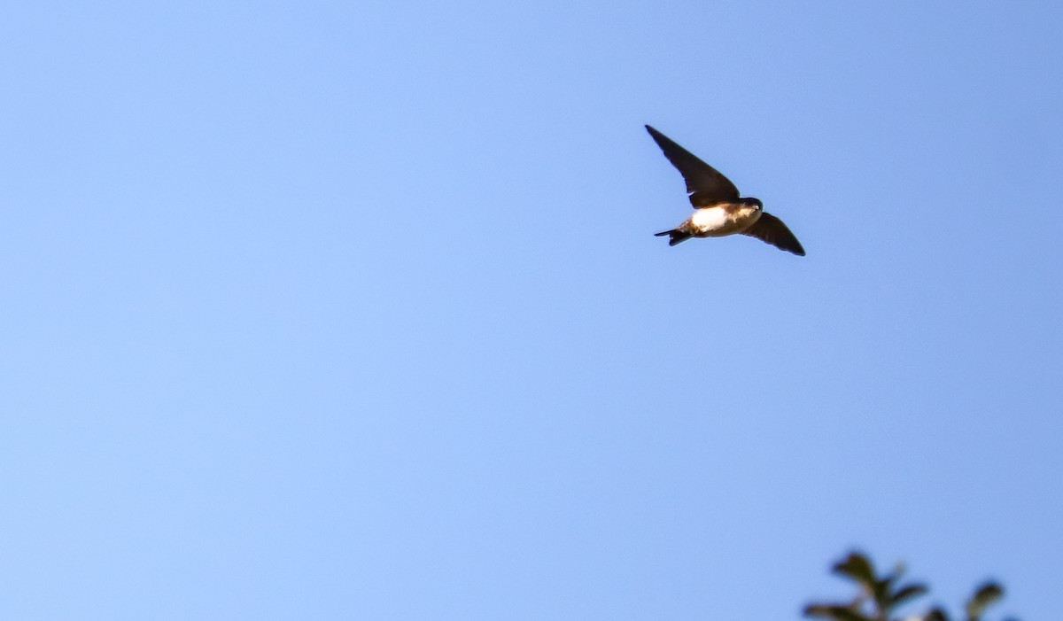 Blue-and-white Swallow - ML646294411