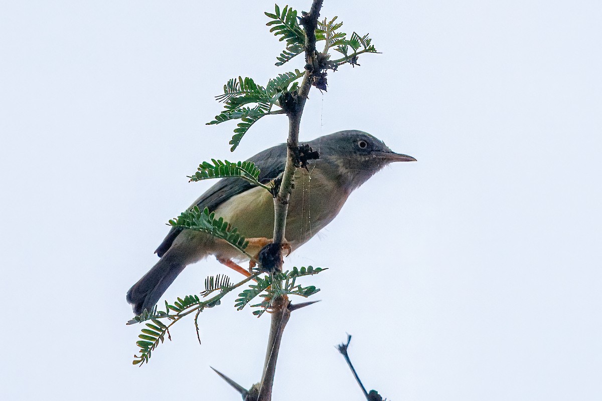 Burnt-neck Eremomela - ML646294412