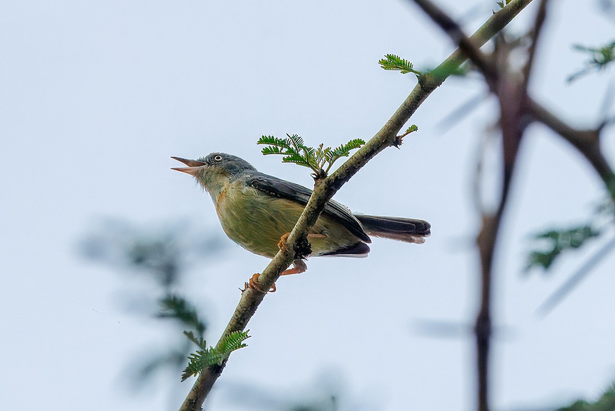 Burnt-neck Eremomela - ML646294413