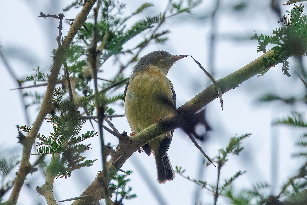 Burnt-neck Eremomela - ML646294414