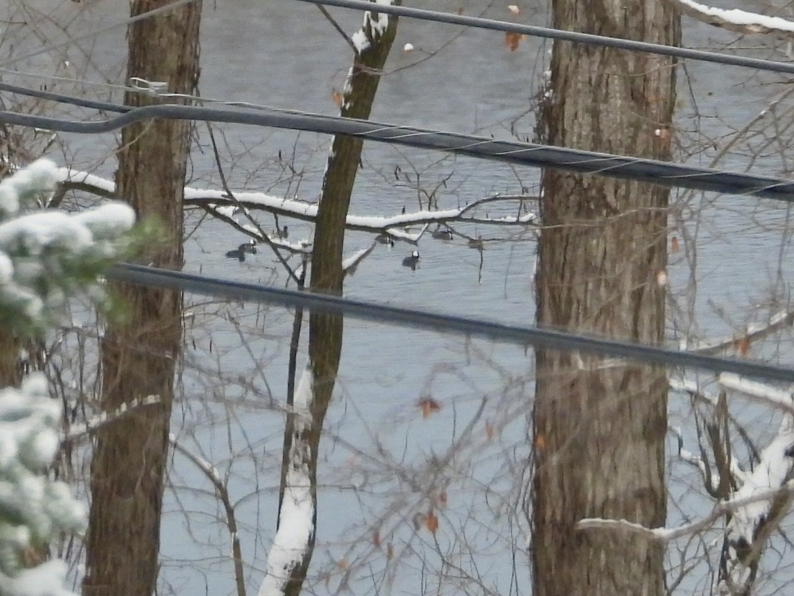 Hooded Merganser - ML646294415