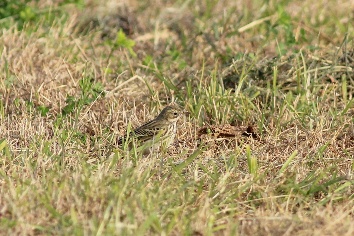 Meadow Pipit - ML646294416
