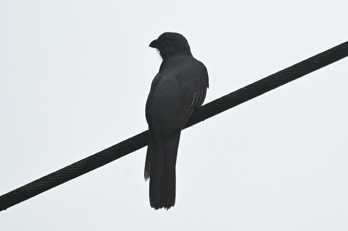 Slaty-tailed Trogon - ML646294417