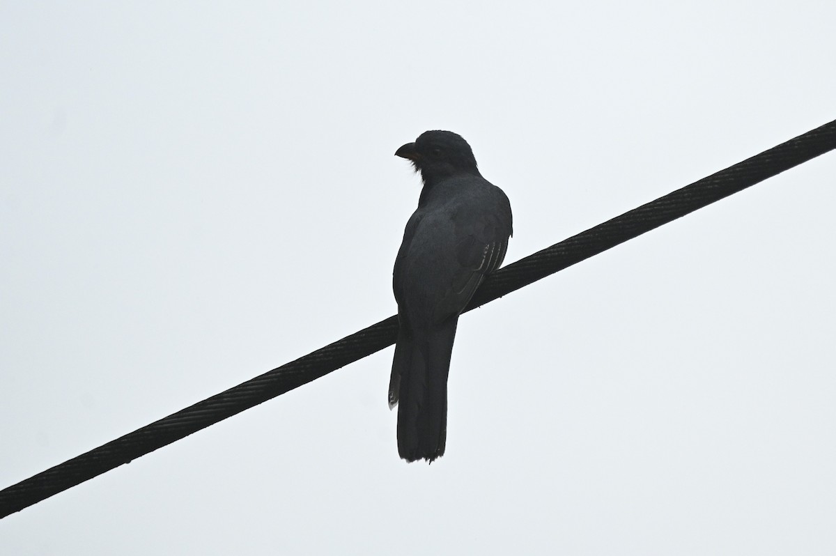 Slaty-tailed Trogon - ML646294418