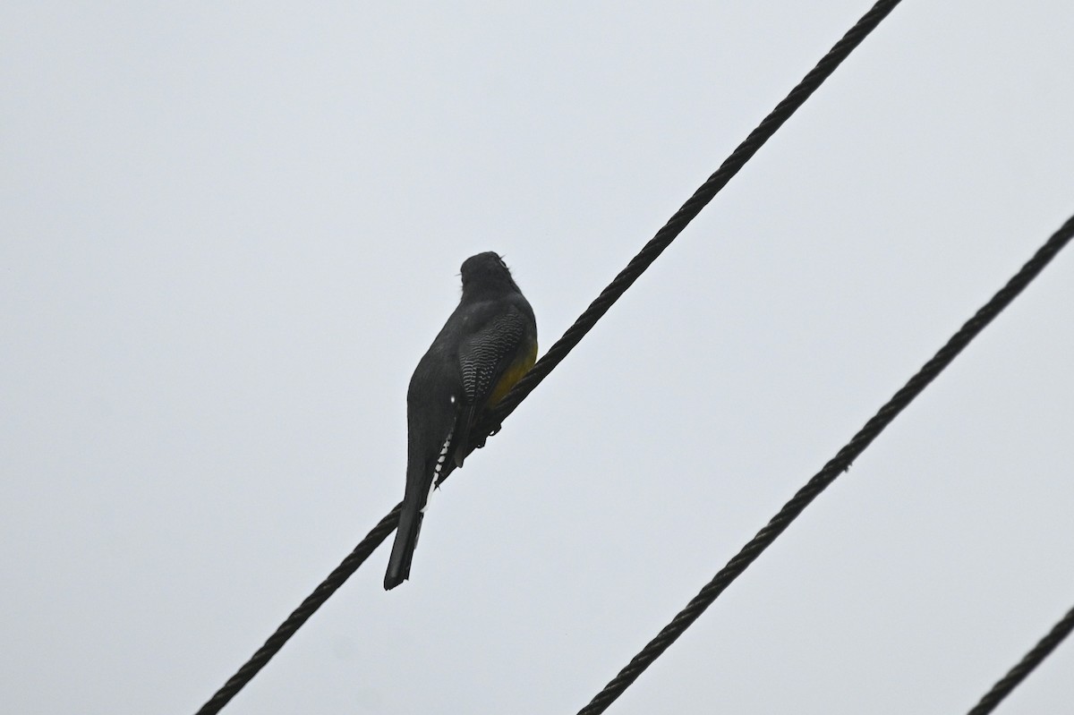 Trogon pattu - ML646294419