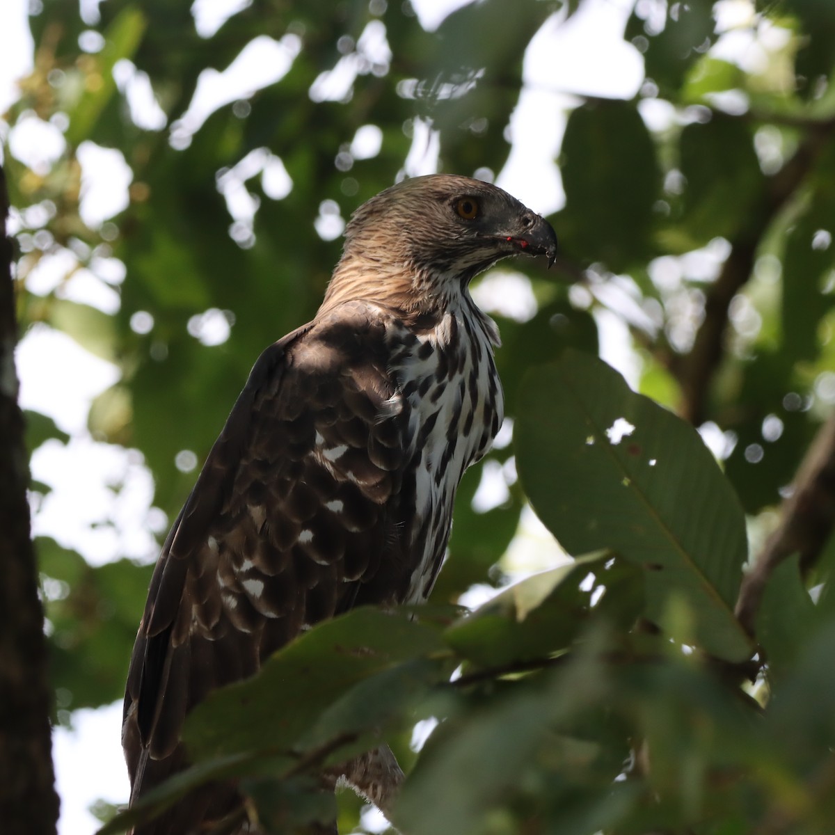 Changeable Hawk-Eagle - ML646294420