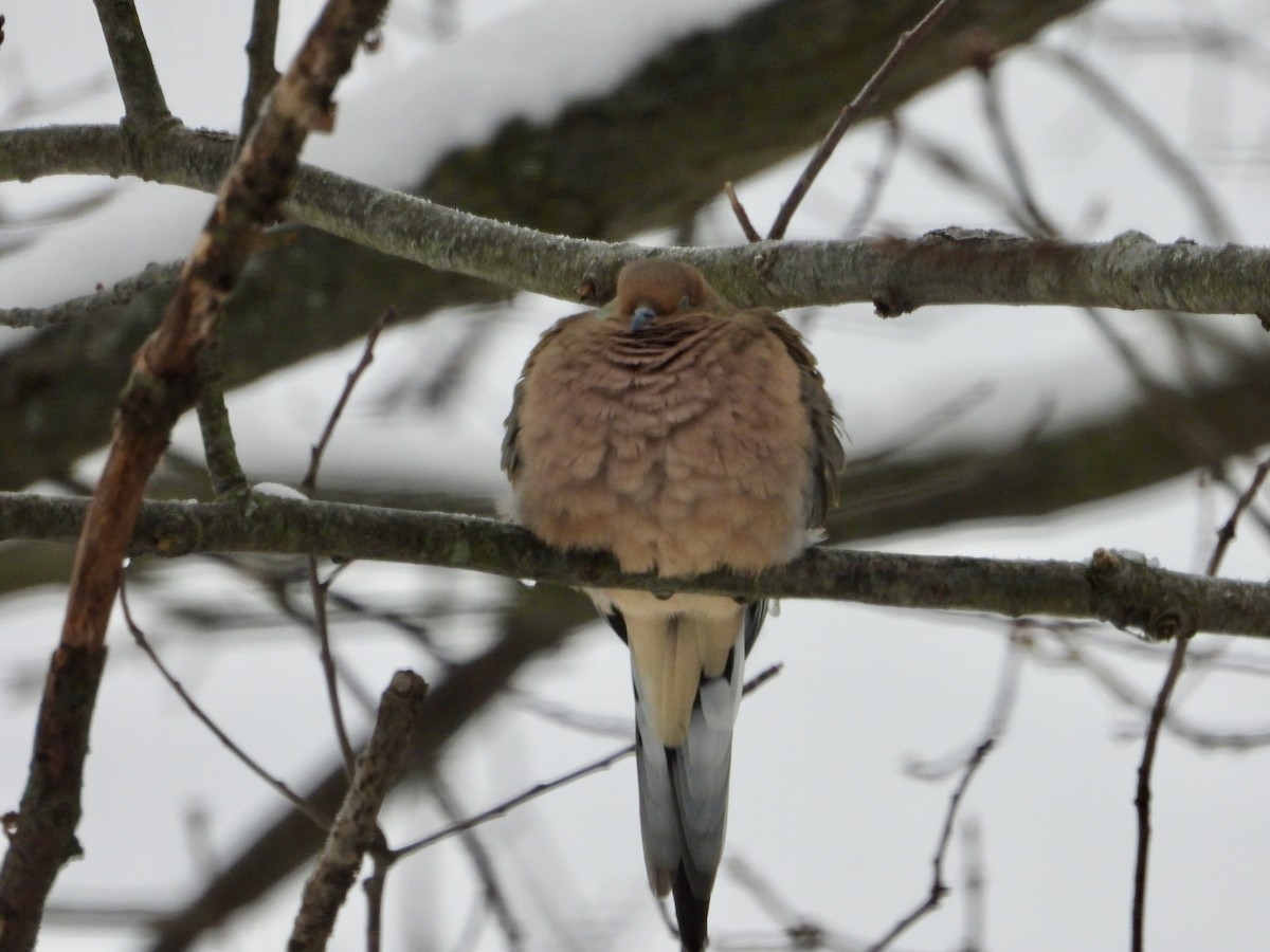 Mourning Dove - ML646294422
