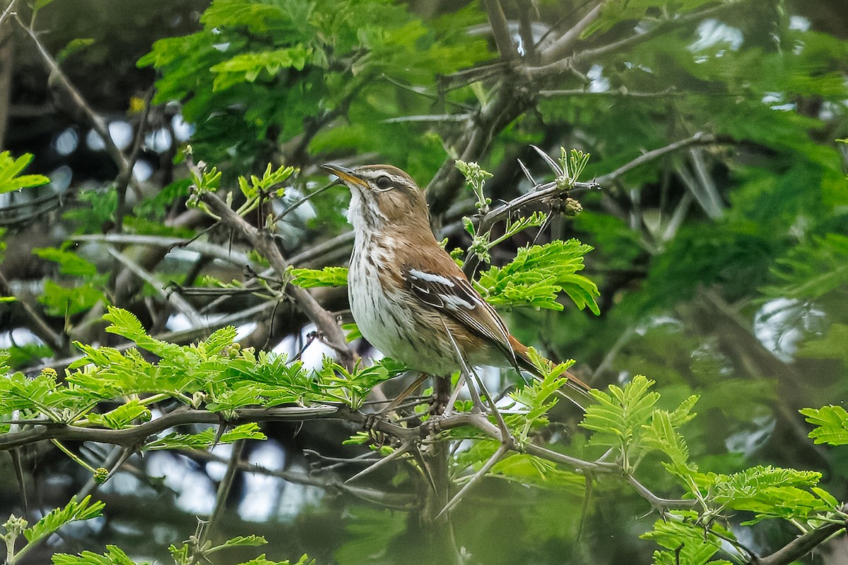 White-browed Scrub-Robin (Red-backed) - ML646294423