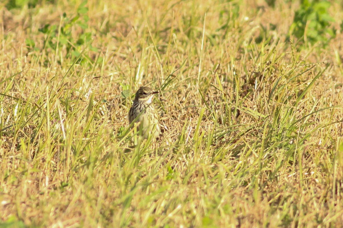 Meadow Pipit - ML646294425
