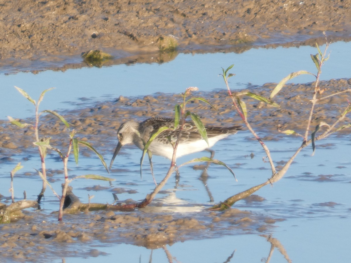 Curlew Sandpiper - ML646294426