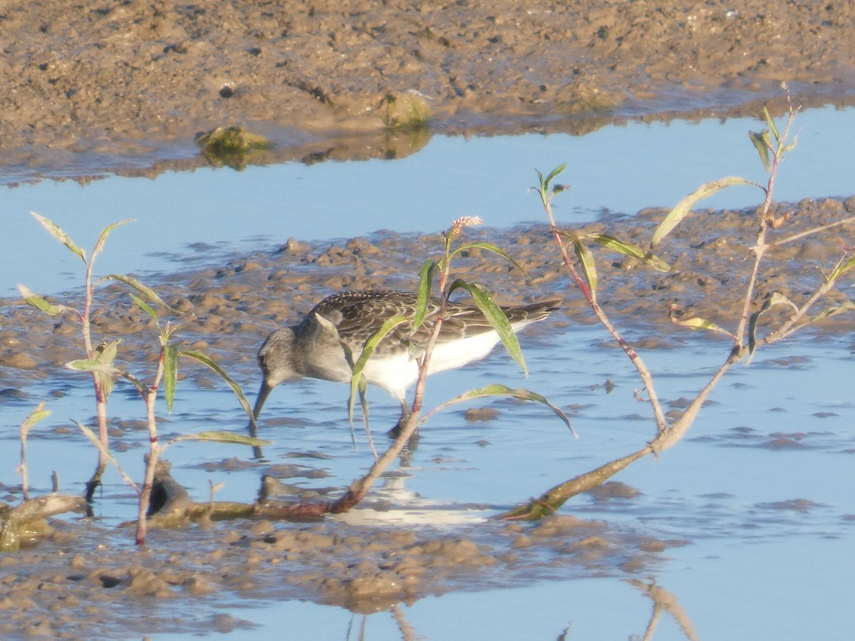 Curlew Sandpiper - ML646294427