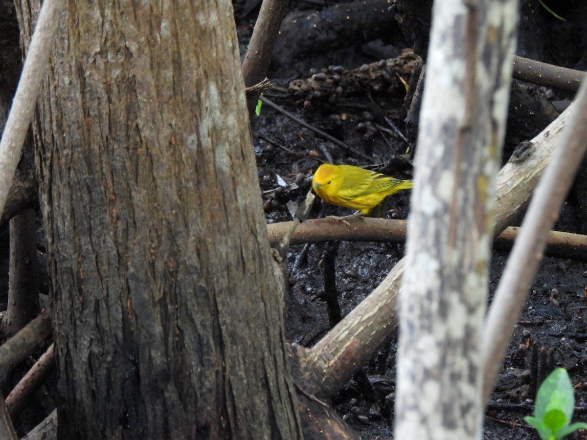 Mangrove Yellow Warbler - ML646294428