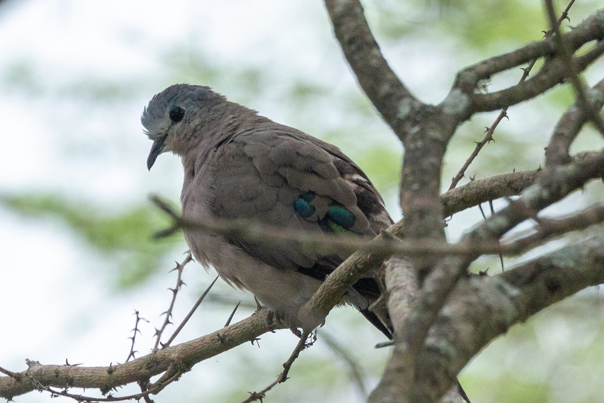 Emerald-spotted Wood-Dove - ML646294429