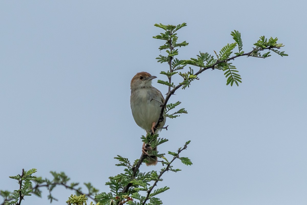 Rotscheitel-Zistensänger - ML646294432