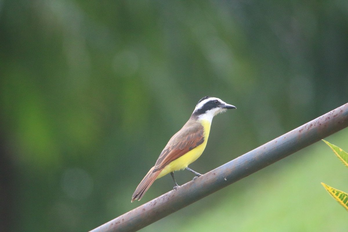 Great Kiskadee - ML646294436