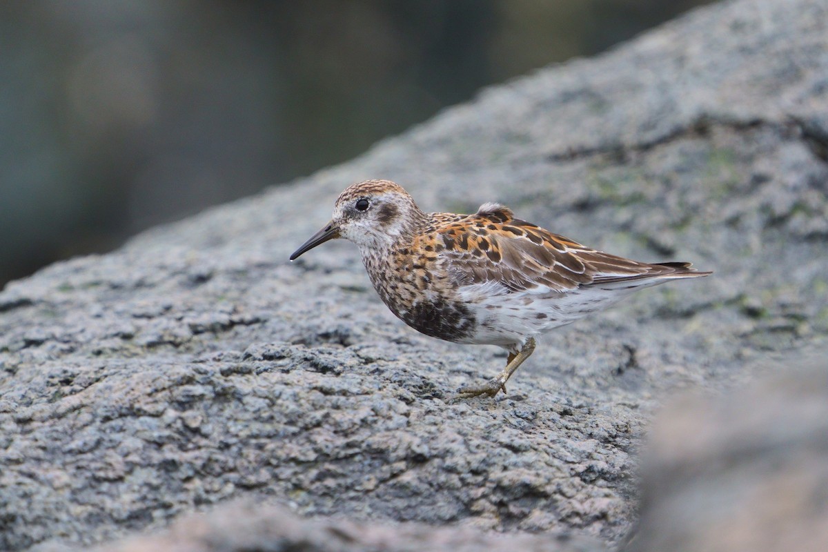 klippesnipe - ML646294438