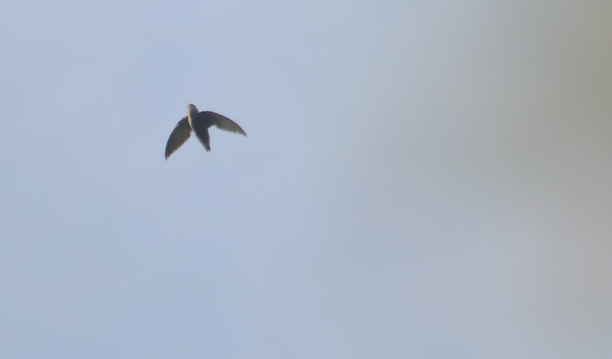 Sicksegler - ML646294439