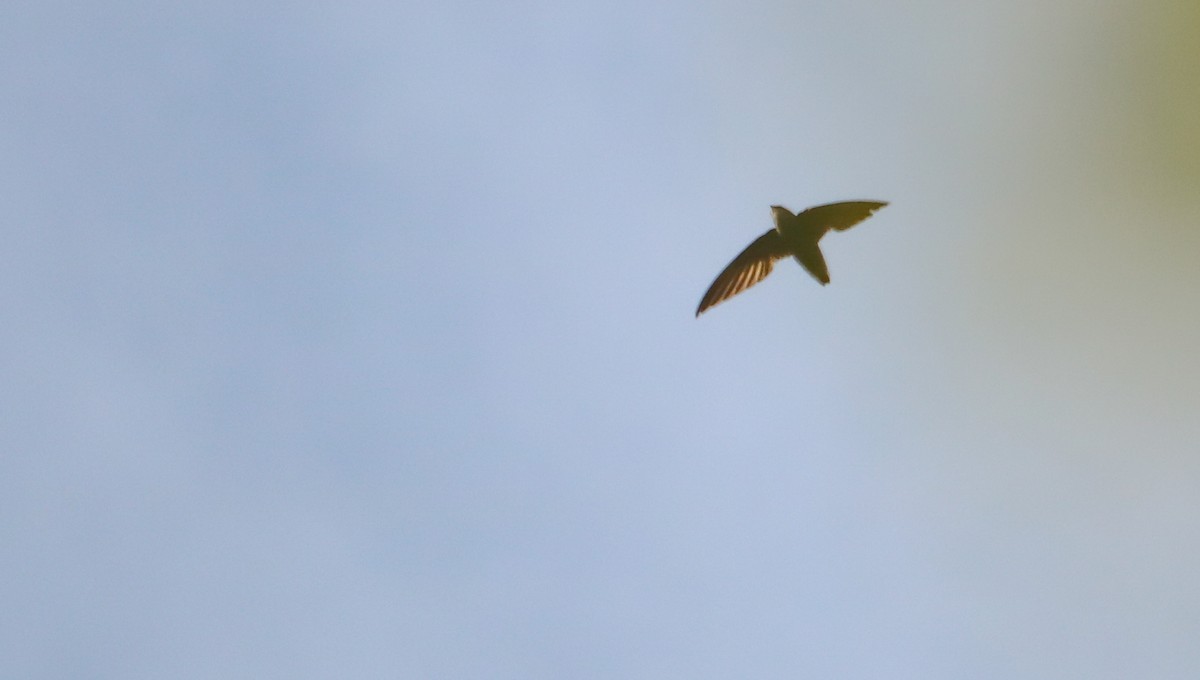 Sicksegler - ML646294440