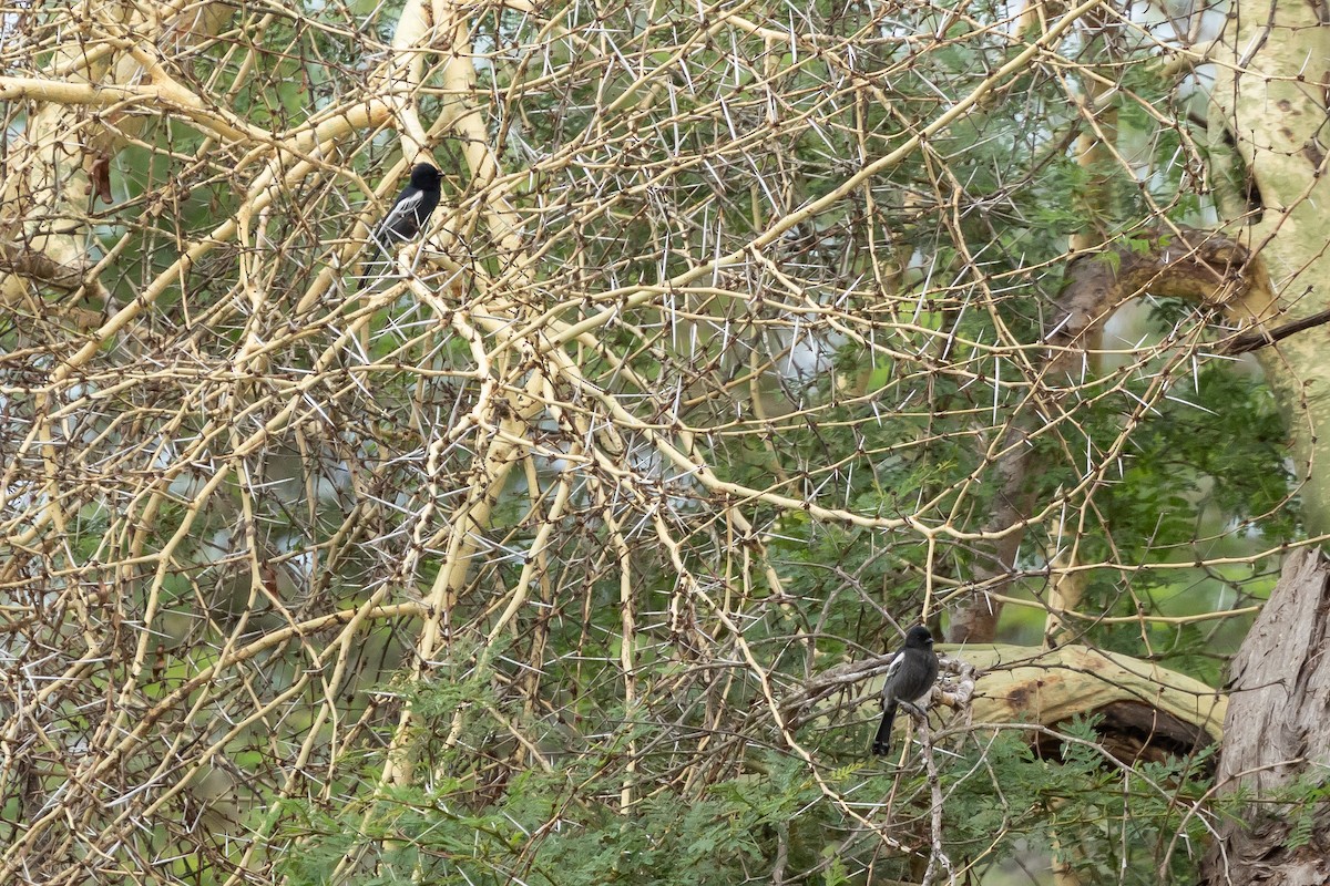 Southern Black-Tit - ML646294461