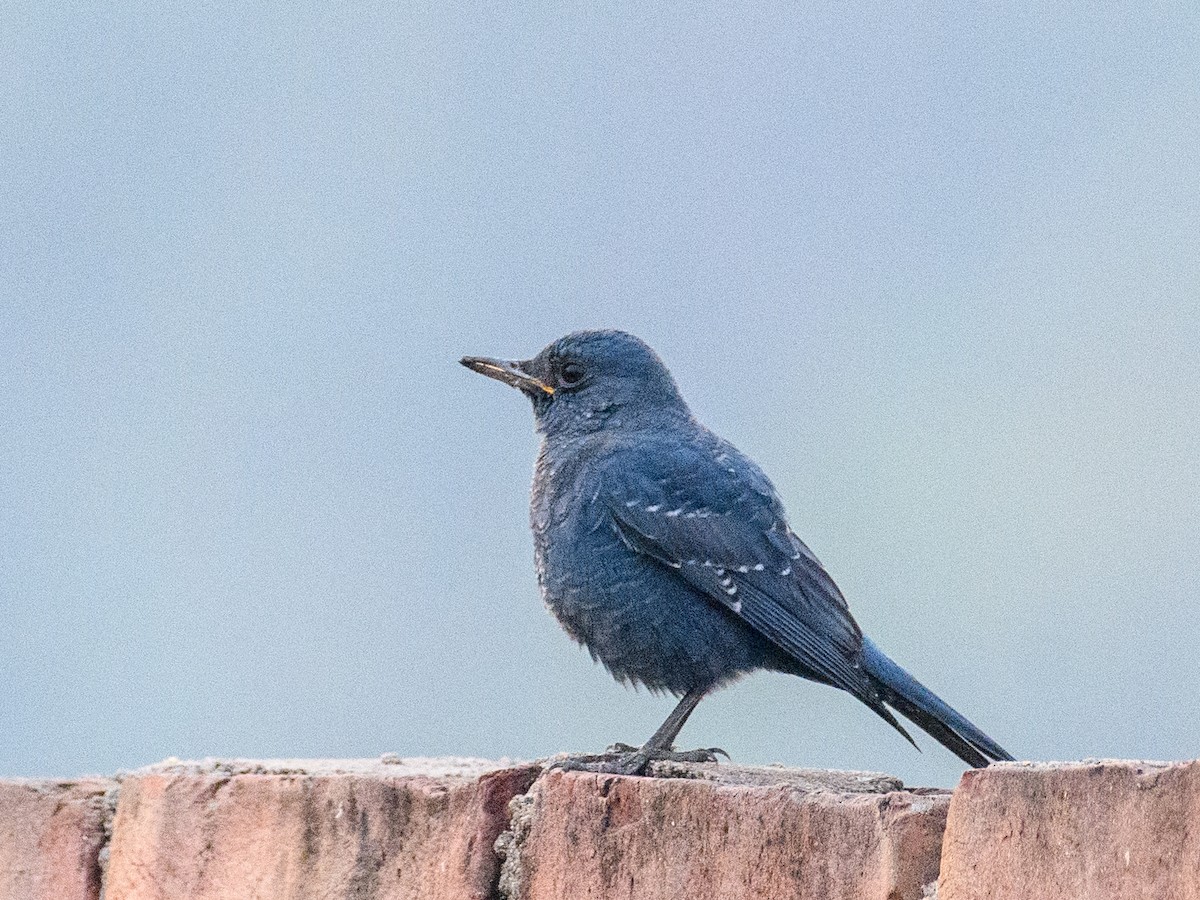 Passero solitario - ML646294463